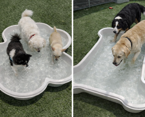 "Small and large dogs using separate pools at dog daycare"