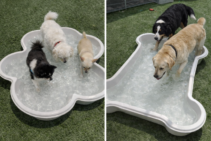 "Small and large dogs using separate pools at dog daycare"