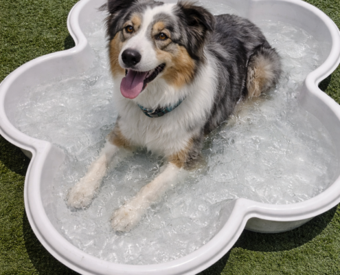 "Medium dogs enjoying the pool"